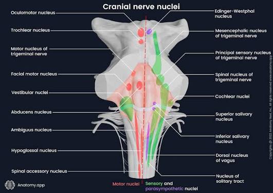 Figure 2: Cranial nerve nuclei in the brainstem — motor nuclei (red) are medial, sensory/parasympathetic nuclei (green/purple) are lateral