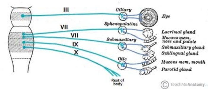 Figure 5: Cranial parasympathetic outflow — CN III, VII, IX, X with their ganglia and target organs