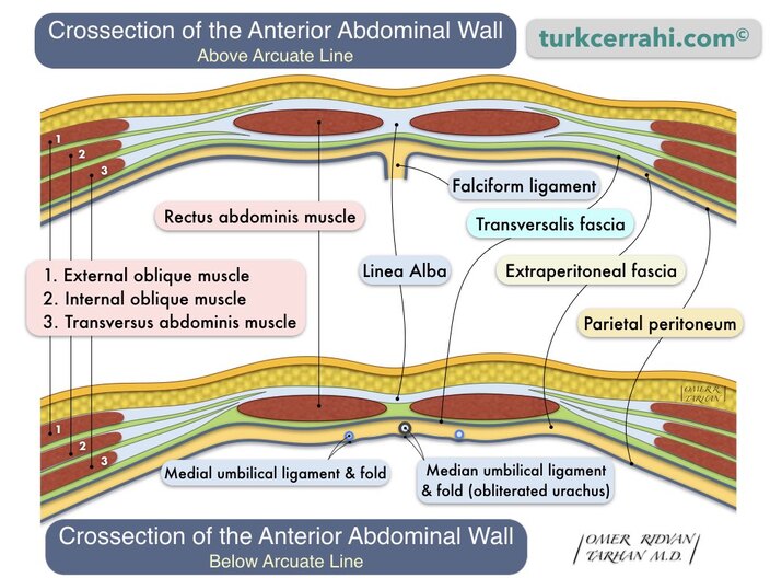 Figure 3.1: Cross-section of the anterior abdominal wall above and below the arcuate line
