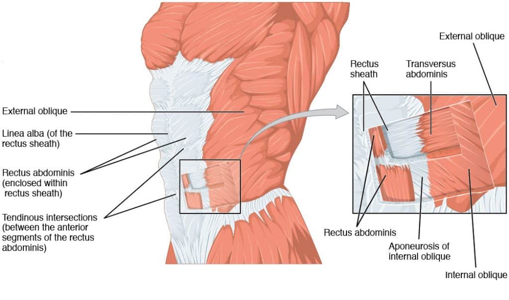 Figure 4.3: Cross-section of the rectus sheath above the arcuate line showing how the internal oblique aponeurosis splits