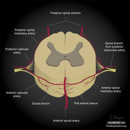Figure 24: Cross-sectional view of spinal cord circulation showing ASA, PSA, and sulcal branches