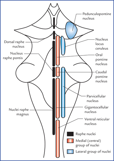 Figure 2.1 — Cross-sectional view showing the three concentric zones of the Reticular Formation