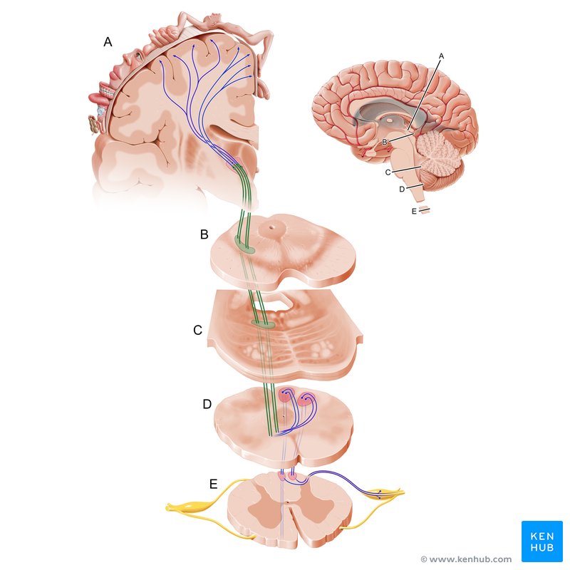 Figure 2: DCML pathway — full 3-neuron chain from periphery to somatosensory cortex