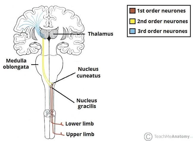 Figure 3: DCML pathway with color-coded neuron orders