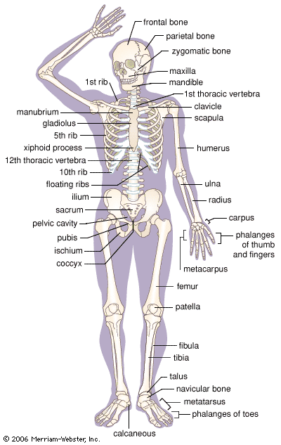 Description of skeletal system