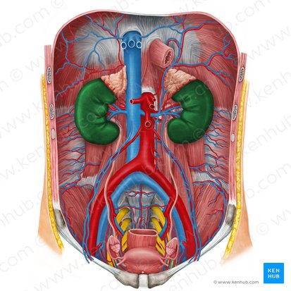 Figure: Detailed anatomical illustration of the IVC, abdominal aorta, kidneys, and major vessels in the posterior abdominal wall