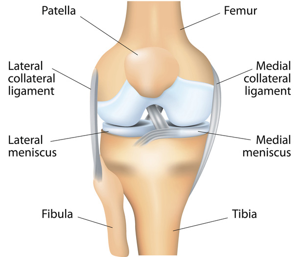 Figure 7: Detailed anatomy of the patella (largest sesamoid) and its relationship to the femur and tibia