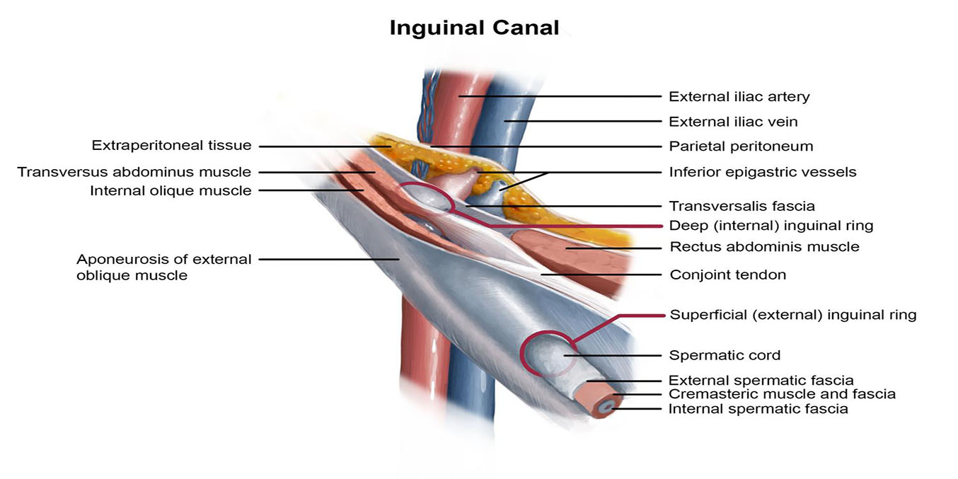 Figure 6.1: Detailed anatomy showing the deep/superficial inguinal rings, spermatic cord layers, and relationship to inferior epigastric vessels