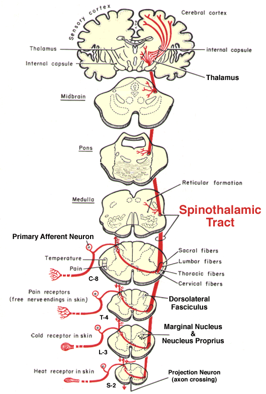 Figure 9: Detailed spinothalamic pathway with receptor types and segmental levels
