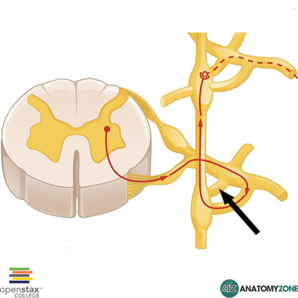 Figure 3: Detailed view of white and gray rami communicantes connecting spinal nerve to sympathetic chain