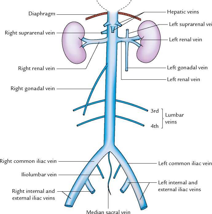 Figure: Diagram of the inferior vena cava and its tributaries. Note the asymmetry of gonadal and suprarenal veins