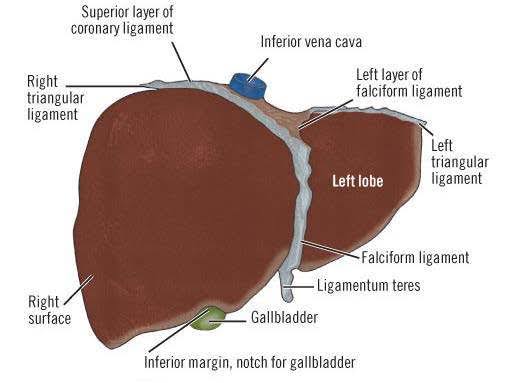 Figure 3.2 — Diagram of the liver showing the falciform ligament, right and left triangular ligaments, bare area, and diaphragmatic surface.
