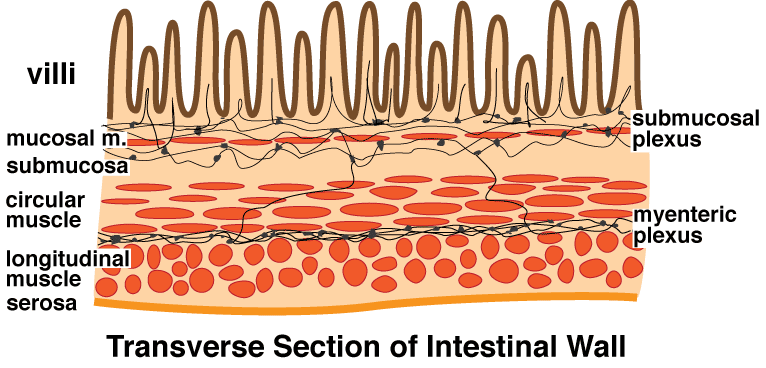 Figure 11: Enteric nervous system — myenteric (Auerbach's) and submucosal (Meissner's) plexuses in the gut wall