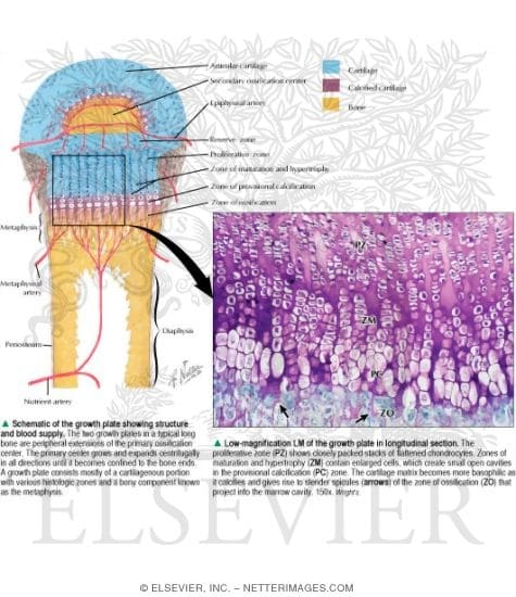 Figure 3.4 — Epiphyseal Growth Plate Structure and Blood Supply (Schematic + Light Micrograph)