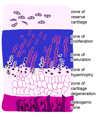 Figure 3.5 — Epiphyseal Growth Plate Zones (Histology Diagram)