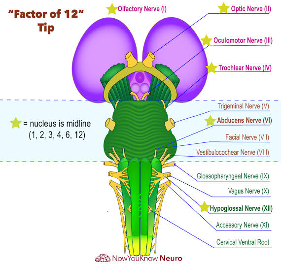 Figure 3: Factor in 4's — Cranial nerve exit points from the brainstem