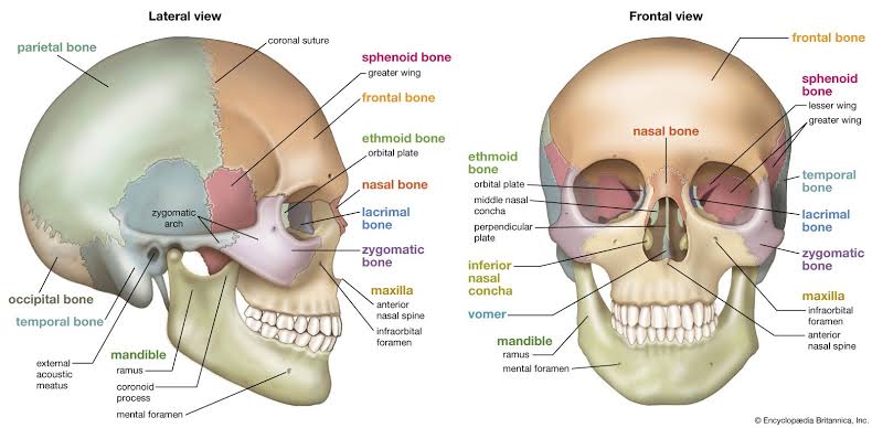 Figure 4: Front and Side views of the cranial bones showing the protective flat bone structure