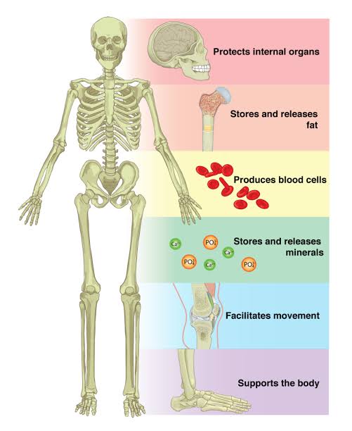 Functions of the skeletal system