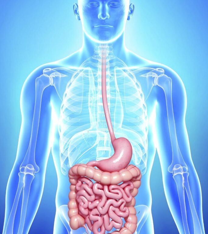 Gastrointestinal (GI) Tract