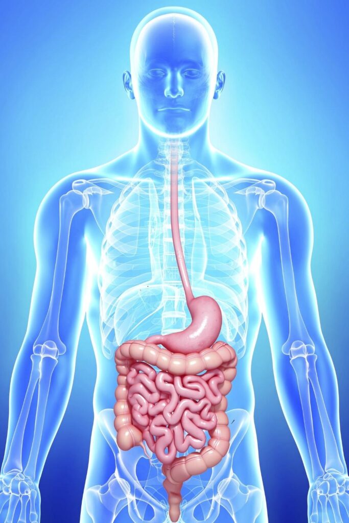 Gastrointestinal (GI) Tract