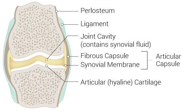 Figure 1: General Structure of a Synovial Joint showing periosteum, ligament, cavity, and capsule layers