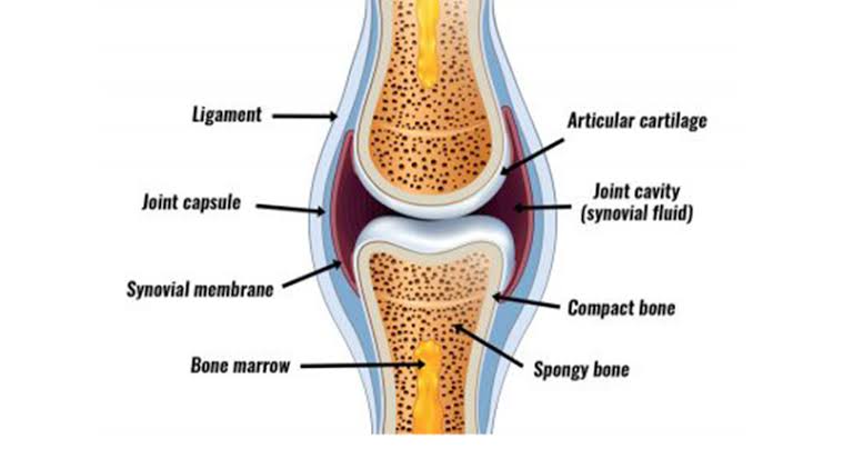 Figure 2.1 — General Synovial Joint Structure showing articular cartilage, joint capsule, synovial membrane, and ligaments