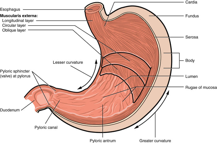 Figure 2.1: Gross Anatomy of the Stomach