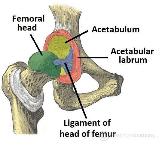 Figure 5.1B: Hip Joint Anatomy — showing the femoral head, acetabulum, and acetabular labrum