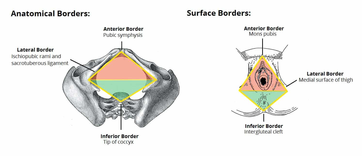Figure 1.1 - Inferior view of the perineum showing the diamond-shaped region bounded by the pubic symphysis, ischial tuberosities, and coccyx