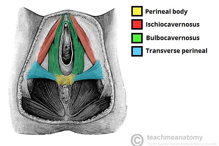 Figure 1.3 - Inferior view showing the muscles attaching to the perineal body: bulbospongiosus, ischiocavernosus, and superficial transverse perineal
