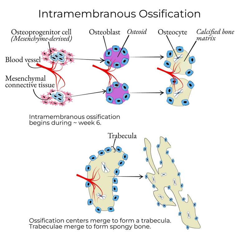 Figure 3.1 — Intramembranous Ossification: Mesenchymal condensation → Osteoblasts → Osteocytes → Trabeculae formation