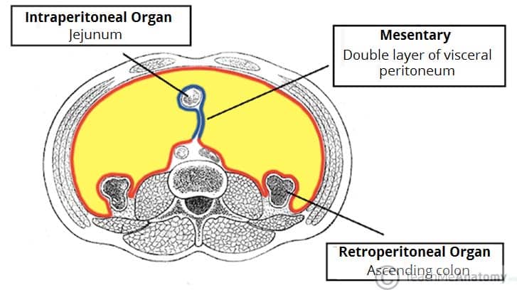 Figure 2.1: Intraperitoneal and Retroperitoneal Organs — Cross-sectional diagram showing intraperitoneal organs (suspended by mesentery) and retroperitoneal organs (lying behind peritoneum)