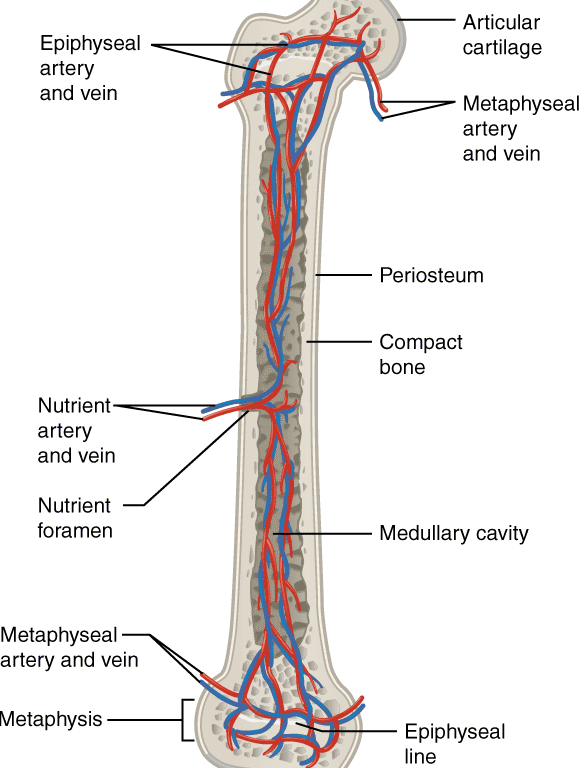 Key terms (Bone, Articulation, Ossification)
