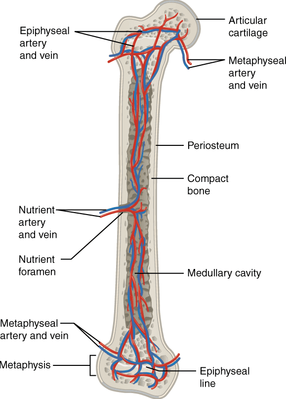 Key terms (Bone, Articulation, Ossification)
