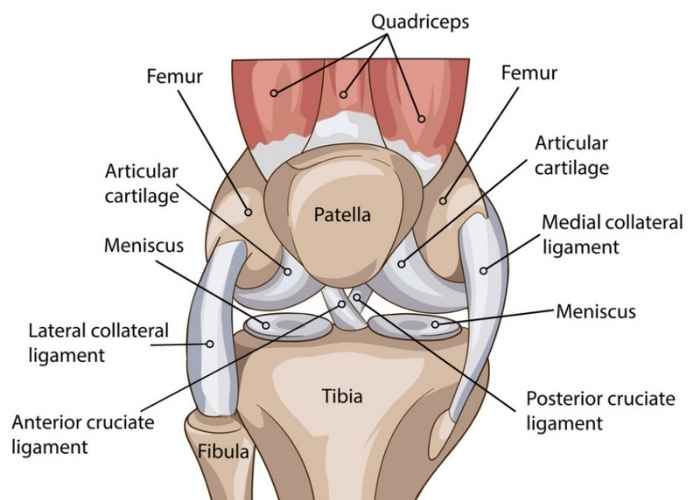 Figure 3: Knee Joint Anatomy Showing Major Ligaments, Menisci, and Tendons