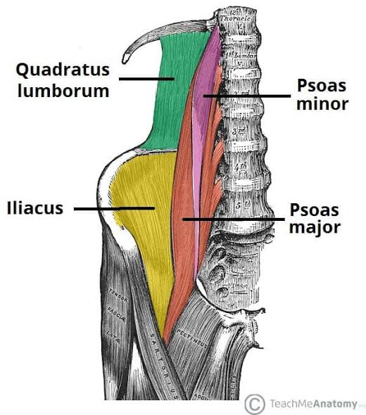Figure: Lateral view of posterior abdominal wall muscles showing psoas major, psoas minor, iliacus, and quadratus lumborum with vertebral levels L1–L5