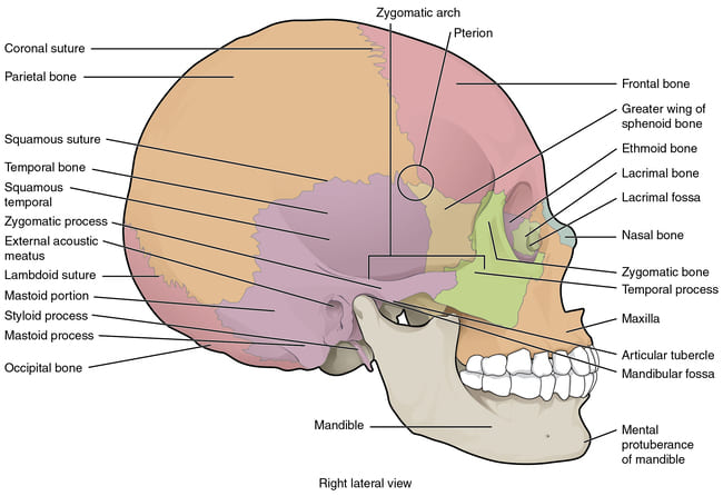 Figure: Lateral view of the skull showing cranial and facial bones with detailed labels including sutures and processes