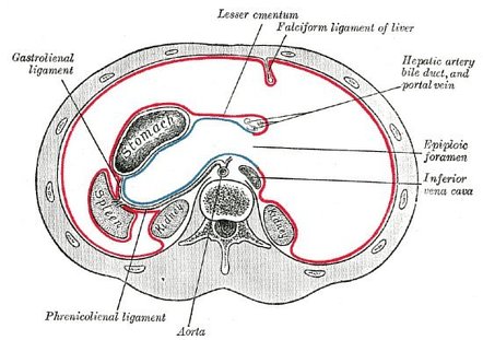 Figure 3.4: Liver Ligaments — Peritoneal Attachments — Falciform ligament, coronary ligament, left/right triangular ligaments, and ligamentum teres