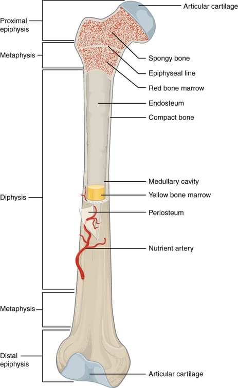 Figure 1.2 — Long Bone Anatomy (Femur) showing Diaphysis, Metaphysis, Epiphysis, and associated structures