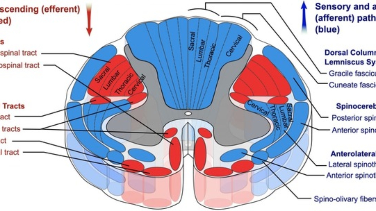Major Ascending & Descending Tracts of CNS