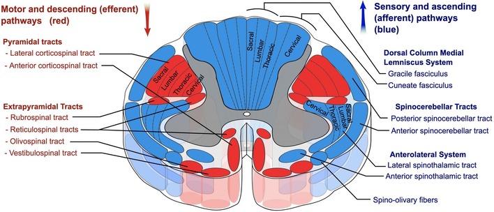 Major Ascending & Descending Tracts of CNS