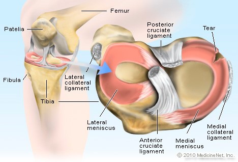 Figure 4.6: Meniscal anatomy of the knee showing medial and lateral menisci as primary shock absorbers