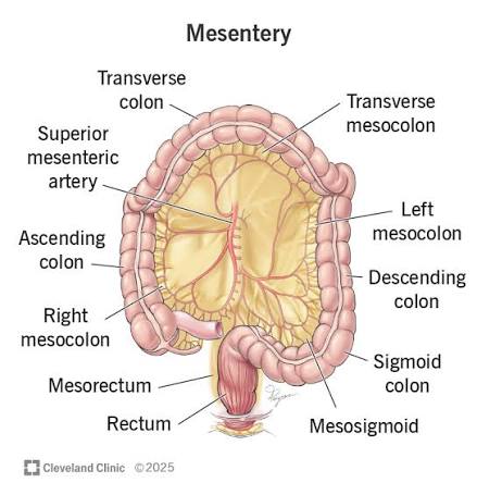 Figure 3.1: Mesentery and Mesocolons — Diagram showing the mesentery of the small intestine, transverse mesocolon, sigmoid mesocolon, and right/left mesocolons