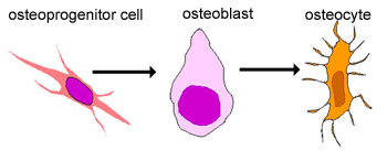 Figure 1.5 — Osteoprogenitor Cell → Osteoblast → Osteocyte Differentiation Pathway