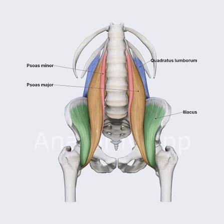 Figure: Overview of posterior abdominal wall muscles (posterior view). Psoas major (orange), iliacus (green), quadratus lumborum (blue), and psoas minor (pink)
