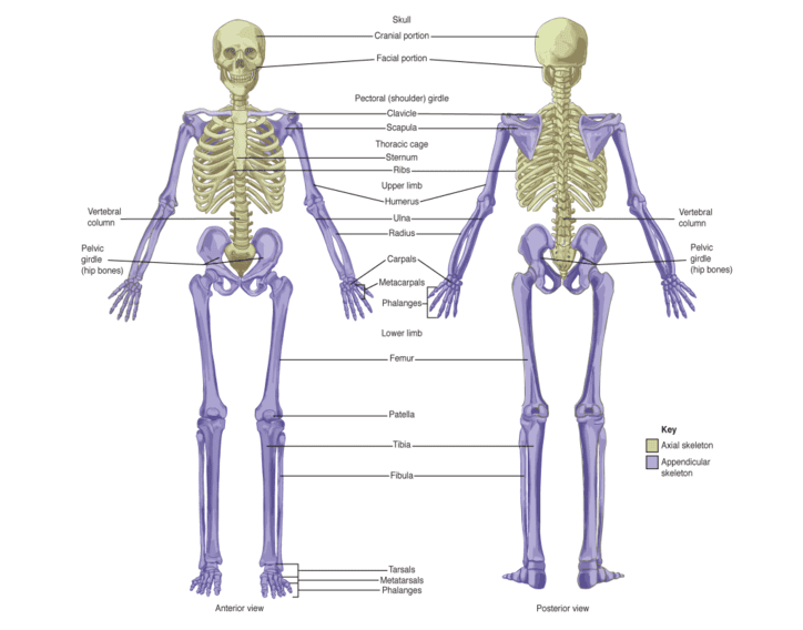 Figure 1: Overview of the Human Skeleton showing Axial (central) and Appendicular (limbs) divisions