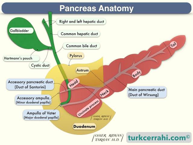 Figure 5.1 — Pancreas anatomy showing the head, neck, body, tail, uncinate process, and ductal systems.