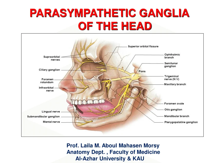 Figure 9: Parasympathetic ganglia of the head — ciliary, pterygopalatine, submandibular, and otic ganglia with their cranial nerve connections