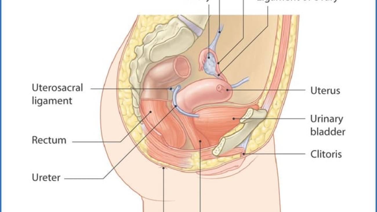 Pelvic Viscera