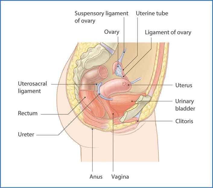 Pelvic Viscera